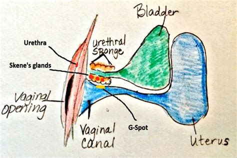 Skenes gland